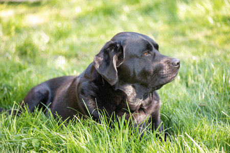 Labrador Retriever dog lying on green grass. Black Labrador outdoorsの写真素材