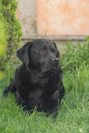 A black Labrador Retriever dog is lying near the house. A pet on a walkの写真素材