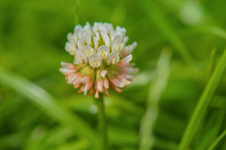 Clover macro photo. White clover flower on a blurred green backgroundの写真素材