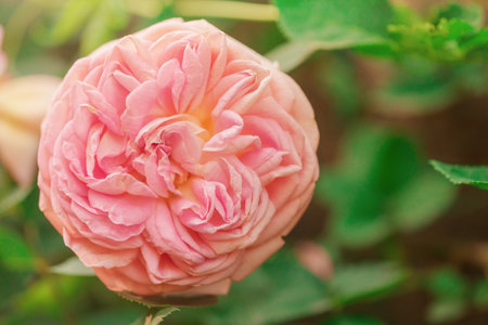 Pink rose and green leaves on a sunny day. Rose flower bloomingの写真素材