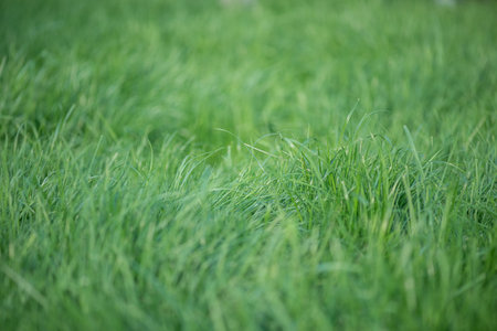 Lawn grass as background thin focus part. Green natural background blurred