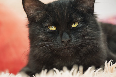 A black kitten lies on a peach-colored blanket. A black cat, a petの写真素材