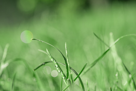 Grass with water drops thin focus part. Natural backgroundの写真素材