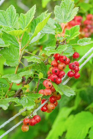 Red currant bush with water drops. Currant and green leavesの写真素材
