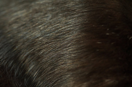 Black cat fur macro photo as backgroundの写真素材