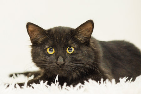 Black kitten on a white blanket on a white background. Cat, petの写真素材
