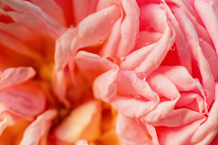 Pink rose flower as background. Rose with drops