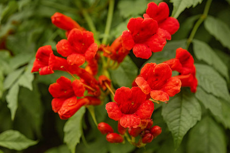 Red Tecoma flowers and green leaves after rain. Natural floral backgroundの写真素材