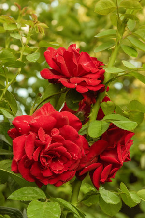 A red rose blooms in the gardenの写真素材