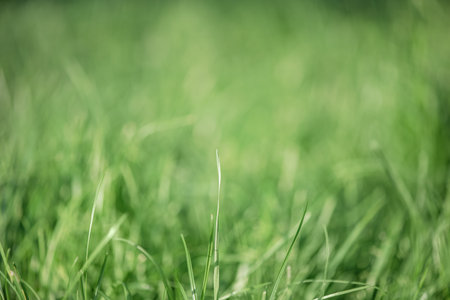 A few blades of grass in focus and a defocused part. Green lawnの写真素材