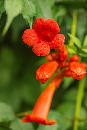 Red Tecoma flowers and green leaves after rain. Natural floral background