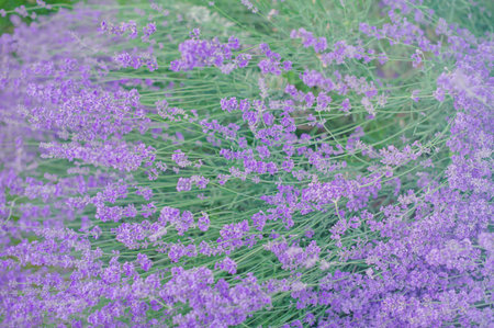 Purple lavender plant. Lavender flowers in the gardenの写真素材