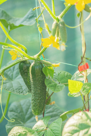 Ripe cucumbers are growing on a green trellis in the gardenの写真素材