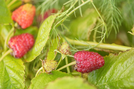Raspberry bush with ripe and unripe berries