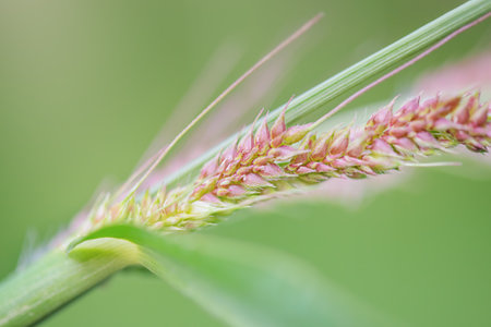 Spikelet of pink color thin focus part on blurred green backgroundの写真素材
