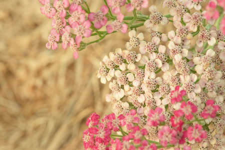 Garden yarrow is blooming. Flowers of the yarrow plant on a background of blurred hay