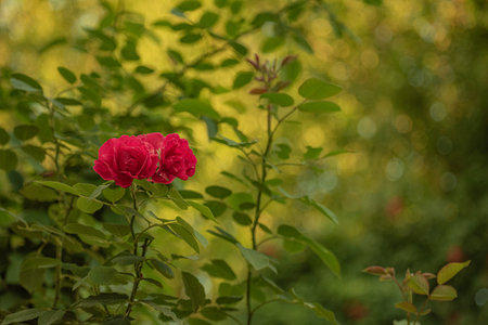 Red roses climbing bush on a blurred natural backgroundの写真素材