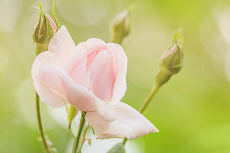 A light pink rose flower on a background of natural greeneryの写真素材