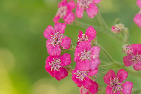 Pink yarrow flowers macro photo in the garden