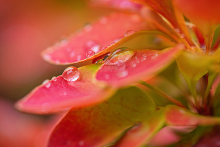 Red and yellow barberry plant with water drops. Natural backgroundの写真素材