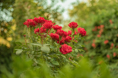 Red roses in the garden. Rose bushの写真素材