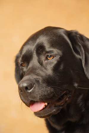 Labrador Retriever dog on a beige background