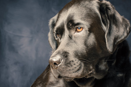 Black Labrador Retriever dog. Pet, dog on a dark background