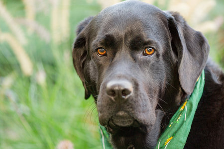 Black Labrador Retriever dog outdoors in the garden. Pet, dog