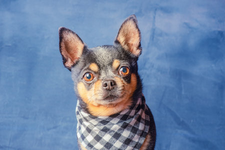 A black and brown Chihuahua dog in a checkered bandanaの写真素材