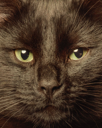 Green eyes of a black cat macro photo. Cat, pet. The muzzle of a black catの写真素材