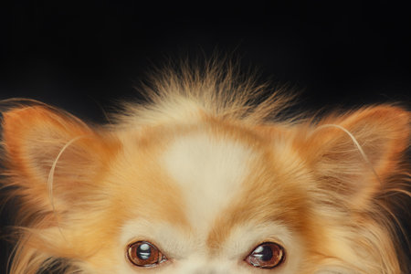 Chihuahua dog eyes. Chihuahua ears macro photo on a black backgroundの写真素材