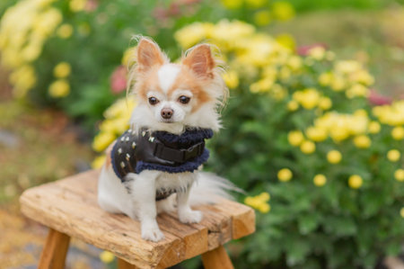 Chihuahua dog in the garden. Pet dog in natureの写真素材