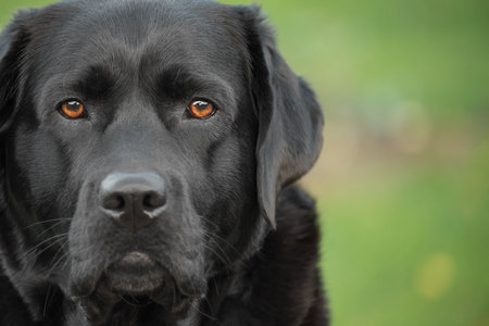 Black Labrador Retriever dog on a background of blurred natural greeneryの写真素材