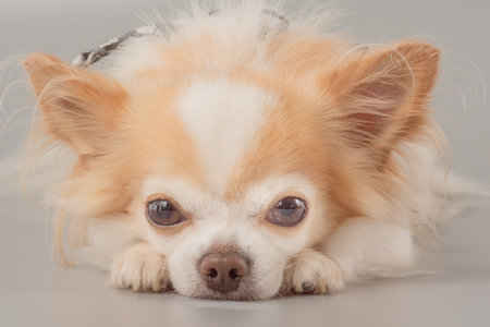 Chihuahua dog. Pet white with red Chihuahua on a gray backgroundの写真素材
