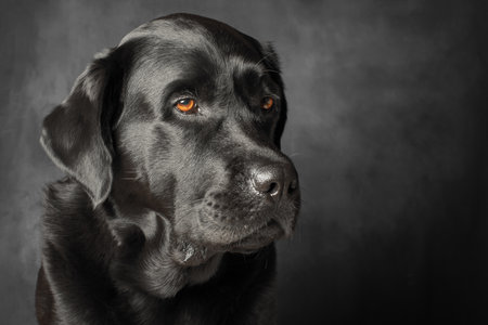 Black Labrador Retriever dog on a dark backgroundの写真素材