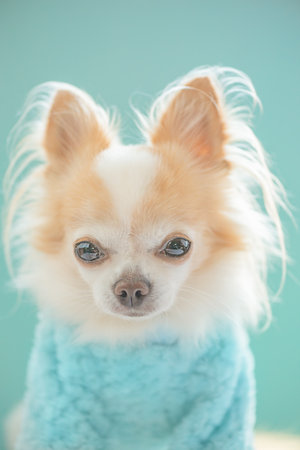 White and red Chihuahua in a blue sweater on a blue backgroundの写真素材