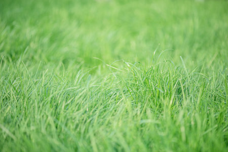 Green grass thin focus part. Natural green background