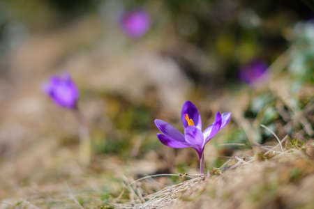 The first flowers - Crocuses. Blossom, as soon as snow descends.の写真素材
