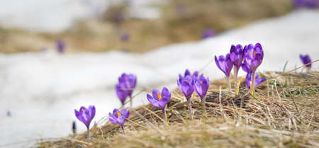The first flowers - Crocuses. Blossom, as soon as snow descends.の写真素材