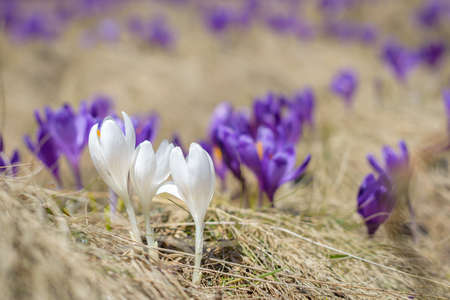 The first flowers - Crocuses. Blossom, as soon as snow descends.の写真素材