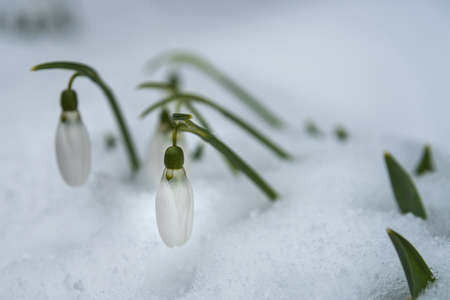 Snowdrop flowers (Galanthus nivalis) growing out of the snow with a place for the inscription. spring bannerの写真素材