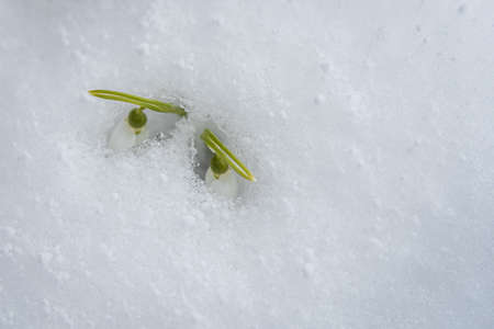 Snowdrop flowers (Galanthus nivalis) growing out of the snow with a place for the inscription. spring bannerの写真素材