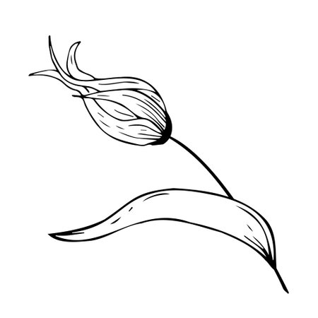 Floral composition, floral background with tender flowers and branches of buds. hand drawing. For stylized decor, invitations, postcards, posters, cards, backgrounds, as clipart or coloring page.のイラスト素材
