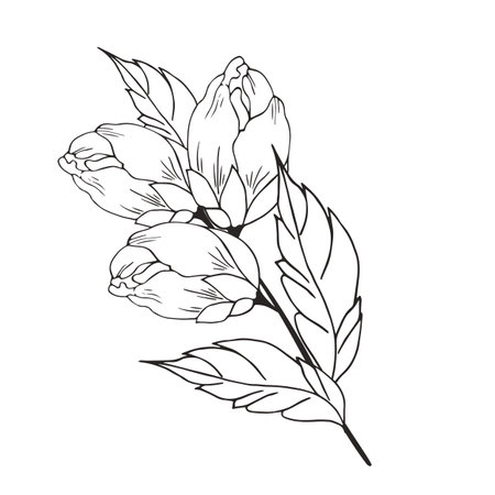Delicate floral composition, background of lush, luxurious flowers, buds, leaves. For frame, card, poster, poster, divider, border. hand drawn. With space for textのイラスト素材