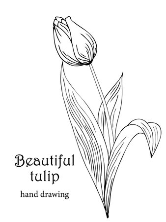 Beautiful realistic flowers, tulips. The composition is drawn by hand. Great idea for invitations, posters, cards, backgrounds, for printing and layout, etc.のイラスト素材