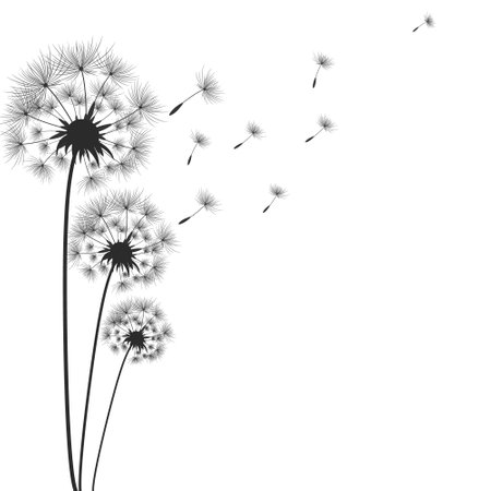 Dandelion flowers with seeds that fly away in the wind.のイラスト素材
