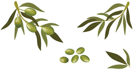 Background with olive branch and green olives. Vegetarian food and healthy lifestyleのイラスト素材