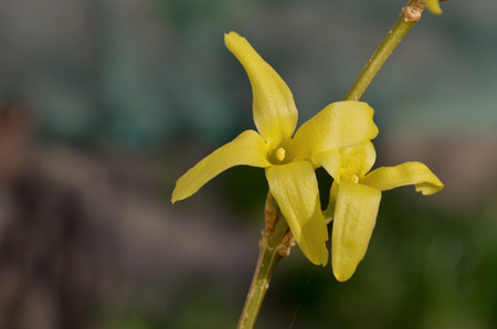 Forsythia tree flowers in spring timeの写真素材