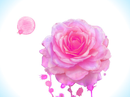 Watercolor vector pink rose.のイラスト素材