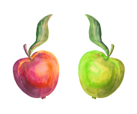 Watercolor vector apples. Vintage apples.の写真素材
